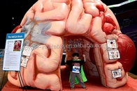 Opblaasbare Brain Model Tent Inflatable Medical-Conferentiestentoonstellingen - Megahersenen