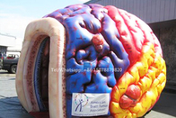 Opblaasbaar Megabrain model organs exhibition giant Menselijk Groot Brain Tent