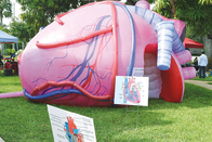 Opblaasbare Menselijke Medische de Activiteitenvertoning van Organen Reuzebrain heart lungs for teaching