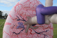 Reuze Opblaasbare Lung Model Advertising For Medical-Tentoonstellingsgebeurtenissen